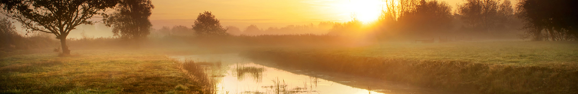 Northern Broads Bream and its Ecosystem