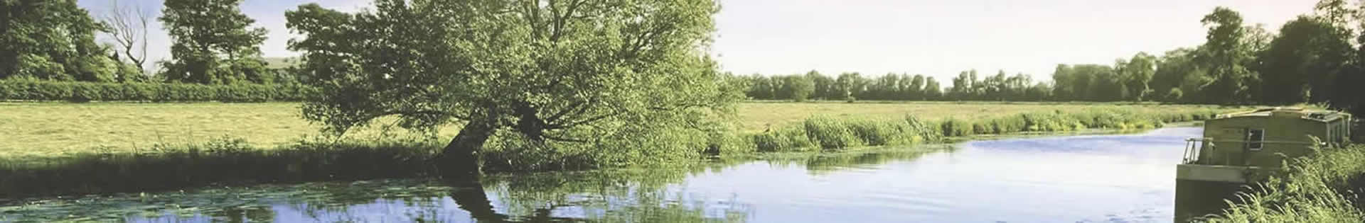 Northern Broads Bream and its Ecosystem