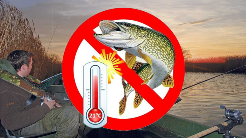 summer piking campaign